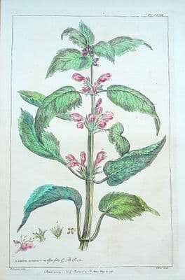 Antique Botanical Print LAMIUM, DEAD NETTLE P.Miller original vintage old 1760