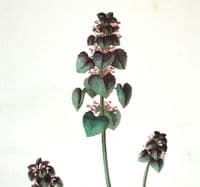 Antique Botanical Print LAMIUM PURPUREUM  Curtis  Flora Londinensis 1777