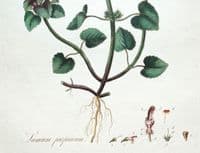 Antique Botanical Print LAMIUM PURPUREUM  Curtis  Flora Londinensis 1777
