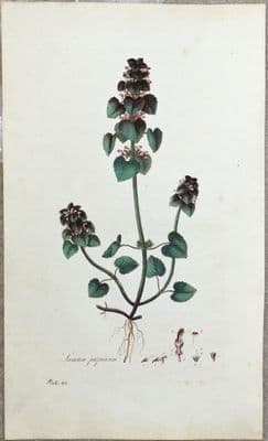 Antique Botanical Print LAMIUM PURPUREUM  Curtis  Flora Londinensis 1777