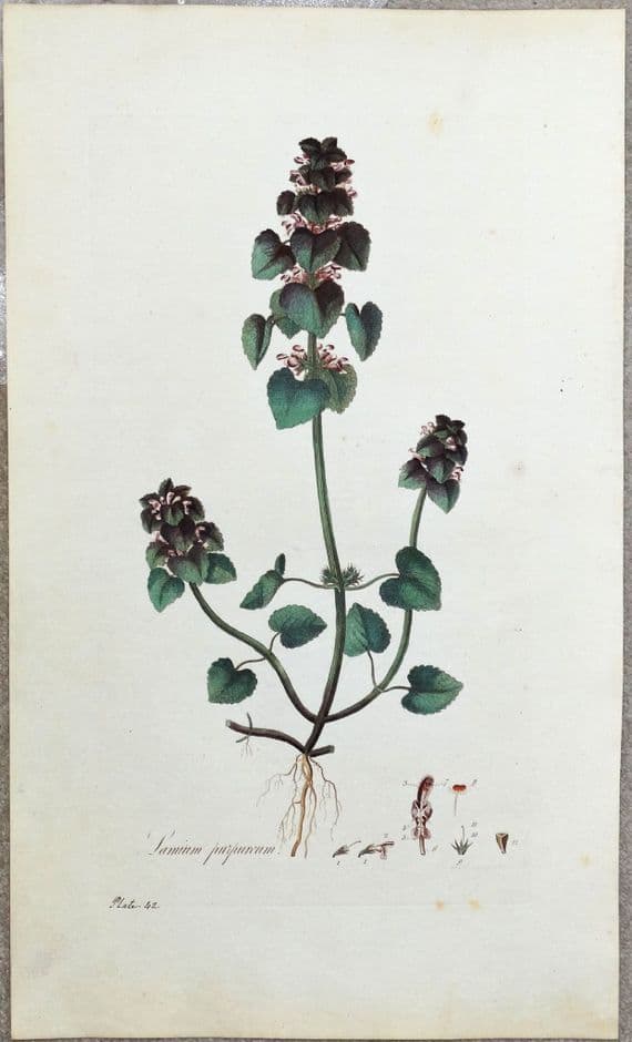 Antique Botanical Print LAMIUM PURPUREUM  Curtis  Flora Londinensis 1777