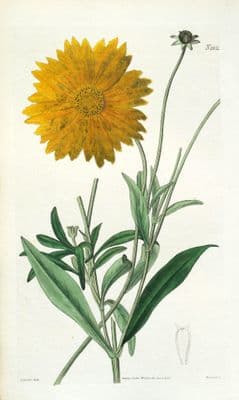 Antique Botanical Print LANCELEAF TICKSEED Original Hand Coloured Curtis 1823