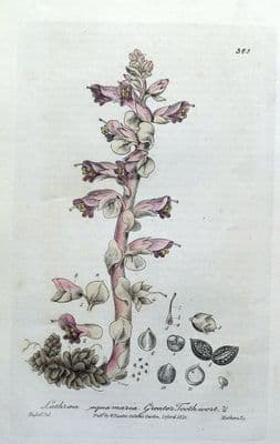 Antique Botanical Print  LATHRAEA SQUAMARIA Baxter Engraved Wild Flower Print 1840