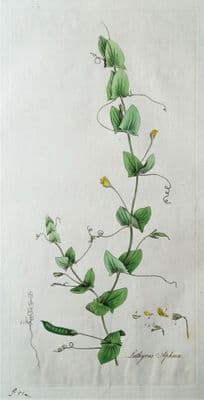 Antique Botanical Print  LATHYRUS APHACA, Yellow Vetchling   Flora Londinensis 1777