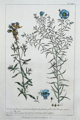 Antique Botanical Print LINARIA, TOADFLAX Linum, Flax Philip Miller vintage 1760