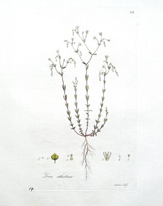 Antique Botanical Print LINUM CATHARTICUM FLAX Curtis Flora Londinensis 1777