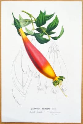 Antique Botanical Print LISIANTHUS PRINCEPS,  Van Houtte   c1850