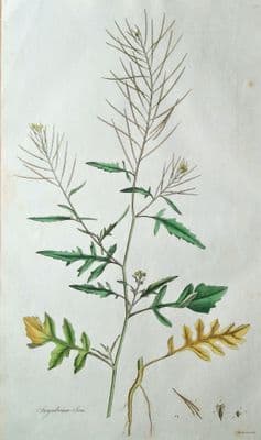 Antique Botanical Print LONDON ROCKET, SISYMBRIUM, Curtis Flora Londinensis 1777