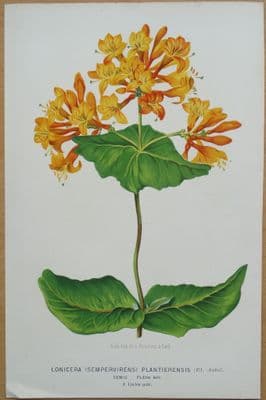 Antique Botanical Print  LONICERA  PLANTIERENSIS HONEYSUCKLE , Linden  1871