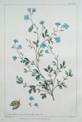 Antique Botanical Print LUNARIA HONESTY Philip Miller vintage old engraving 1760