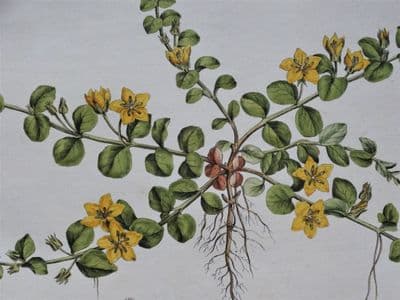 Antique Botanical Print  LYSIMACHIA CREEPING JENNY Curtis Large Flora Londinensis 1777