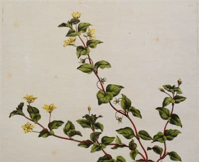 Antique Botanical Print LYSIMACHIA NEMORUM Curtis Flora Londinensis 1777