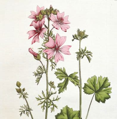 Antique Botanical Print MALVA MOSCHATA Musk Mallow Curtis Flora Londinensis 1777