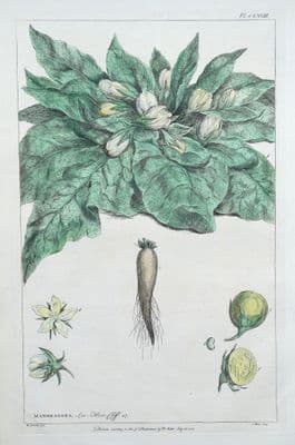 Antique Botanical Print MANDRAGORA MANDRAKE Philip Miller vintage engraving 1760