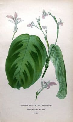 Antique Botanical Print MARANTA BICOLOR Edward Step 1897