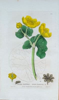 Antique Botanical Print MARSH MARIGOLD CALTHA Baxter Engraved Flower Print 1835
