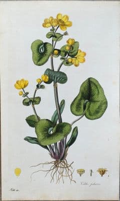 Antique Botanical Print MARSH MARIGOLD Lge Curtis Large  Flora Londinensis 1777