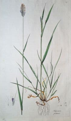 Antique Botanical Print  MEADOW FOXTAIL GRASS, ALOPECURUS  PRATENSIS, Curtis  Flora Londinensis 1777