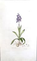 Antique Botanical Print MEADOW ORCHID Curtis Large Flora Londinensis 1777