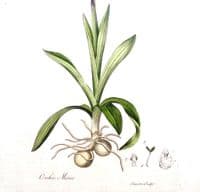 Antique Botanical Print MEADOW ORCHID Curtis Large Flora Londinensis 1777