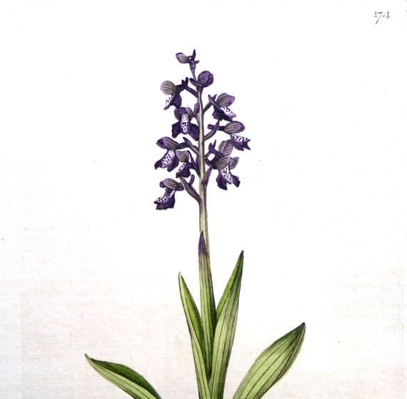Antique Botanical Print MEADOW ORCHID Curtis Large Flora Londinensis 1777