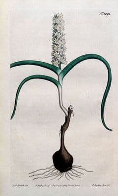 Antique Botanical Print MELANTHIUM NORTH AMERICA Curtis Hand Coloured 1810