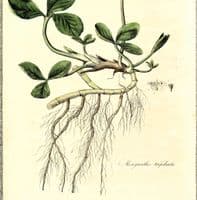 Antique Botanical Print MENYANTHES BOGBEAN  Large Curtis Vintage Art 1777