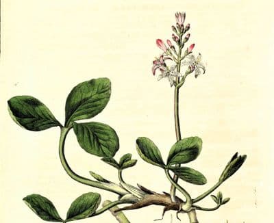 Antique Botanical Print MENYANTHES BOGBEAN  Large Curtis Vintage Art 1777