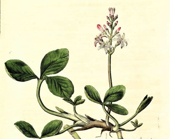 Antique Botanical Print MENYANTHES BOGBEAN  Large Curtis Vintage Art 1777