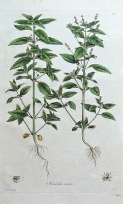 Antique Botanical Print  MERCULIARIS ANNUA, Annual Mercury Flora Londinensis 1777