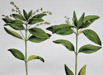 Antique Botanical Print  MERCURIALIS PERENNIS Curtis Large Flora Londinensis 1777