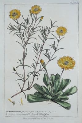 Antique Botanical Print MESEMBRYANTHEMUM, ICE PLANT Philip Miller vintage 1760