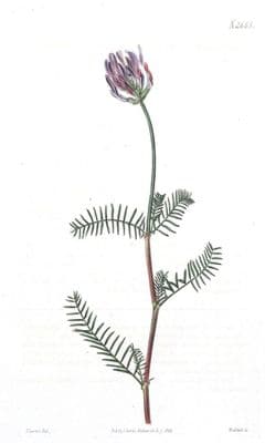 Antique Botanical Print  MILK VETCH ASTRAGALUS Curtis  Vintage Wild Flower Print 1826