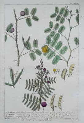 Antique Botanical Print MIMOSA, SENSITIVE PLANT Philip Miller vintage old 1760