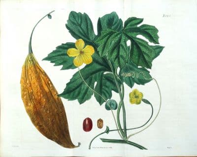 Antique Botanical Print MOMORDICA BITTER MELON Original Curtis Large Size 1824