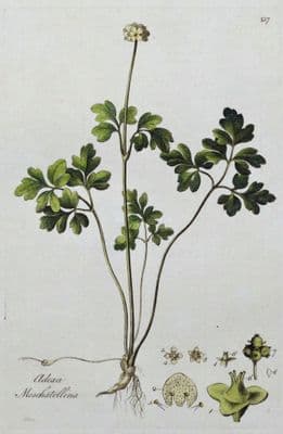 Antique Botanical Print MOSCHATEL, ADOXA, Curtis Flora Londinensis 1777