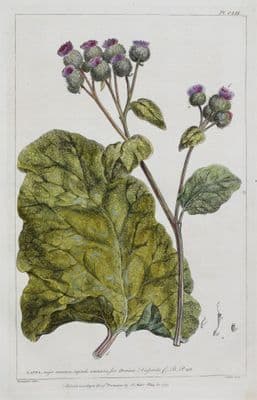 Antique Botanical Print MOUNTAIN BURDOCK, LAPPA, Miller Large  Flower Print 1760