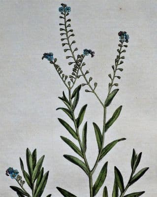 Antique Botanical Print MYOSOTIS SCORPIOIDES Curtis Flora Londinensis 1777