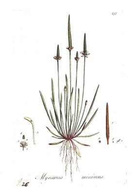 Antique Botanical Print MYOSURUS MINIMUS MOUSETAIL Curtis Flora Londinensis 1777