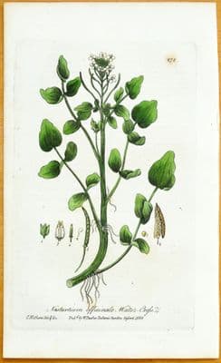 Antique Botanical Print NASTURTIUM  WATERCRESS Baxter Flower Engraving 1838