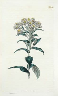 Antique Botanical Print NEPAL EVELASTING  Original Hand Coloured Curtis 1824