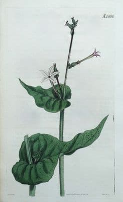 Antique Botanical Print NICOTIANA REPANDA Original Hand Coloured Curtis 1824