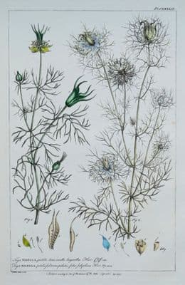 Antique Botanical Print NIGELLA, LOVE in a MIST Philip Miller vintage 1760