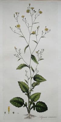 Antique Botanical Print NIPPLEWORT, Lapsana Communis, Curtis Flora Londinensis Art 1777