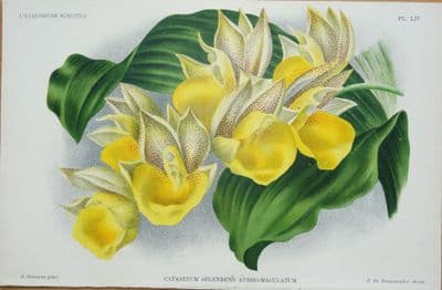 Antique Botanical Print  ORCHID CATASETUM SPLENDENS  Linden Original 1896