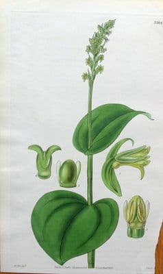 Antique Botanical Print  ORCHID HABENARIA CORDATA Curtis Engraved Vintage Print 1832
