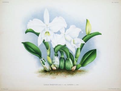 Antique Botanical Print  ORCHID LAELIA PRAESTANS Linden Original Large c1885