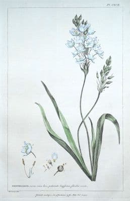 Antique Botanical Print ORNITHOGALUM, STAR of BETHLEHEM Philip Miller 1760
