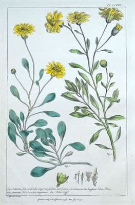 Antique Botanical Print OTHONNA, JACOB'S WORT Philip Miller large vintage 1760