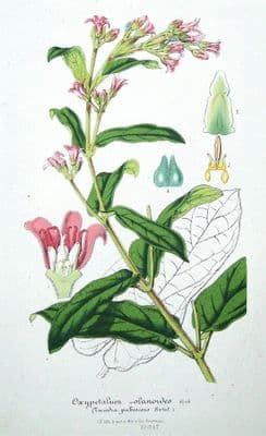 Antique Botanical Print OXYPETALUM OLANOIDES,TWEEDIA PUBESCEN Van Houtte, c1860